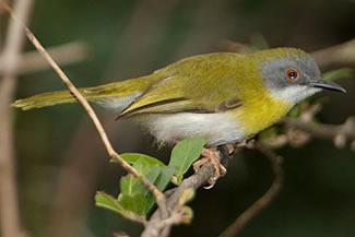 Geelborstapalis - Apalis flavida